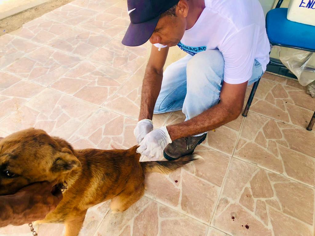 Maragogi realiza vacinação antirrábica de cães e gatos